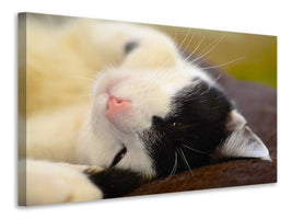 canvas-print-cuddly-cat