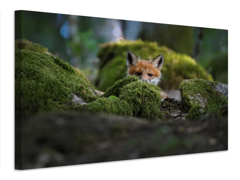 canvas-print-curious-fox-x