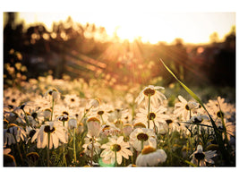 canvas-print-daisies-at-sunset