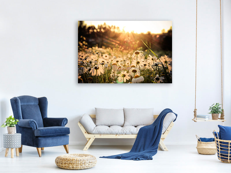 canvas-print-daisies-at-sunset