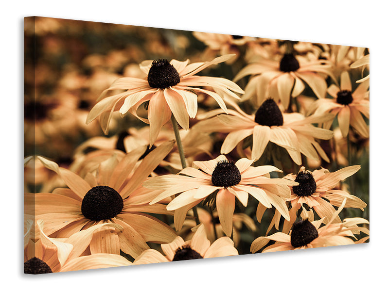 canvas-print-daisies-in-sepia