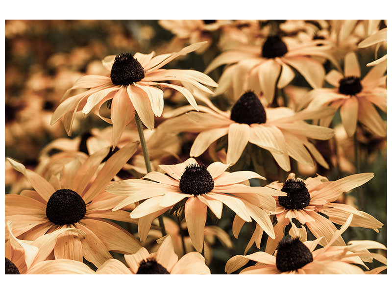 canvas-print-daisies-in-sepia