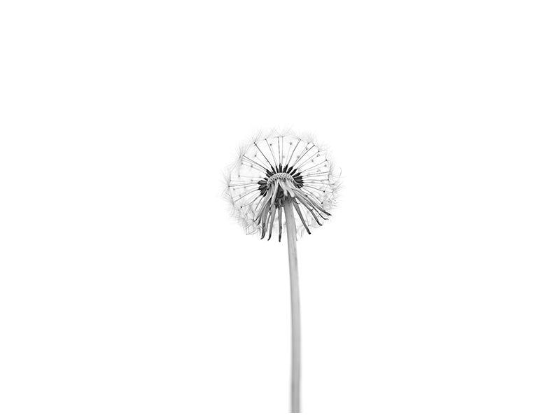 canvas-print-dandelion-xkj