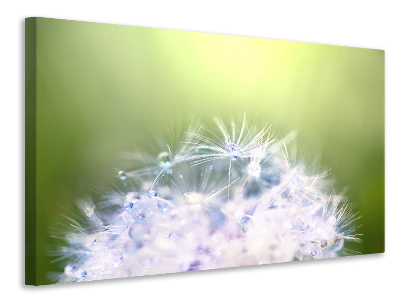 canvas-print-dandelion-xl-in-morning-dew