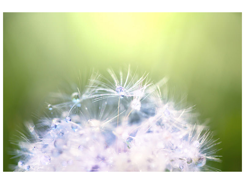 canvas-print-dandelion-xl-in-morning-dew