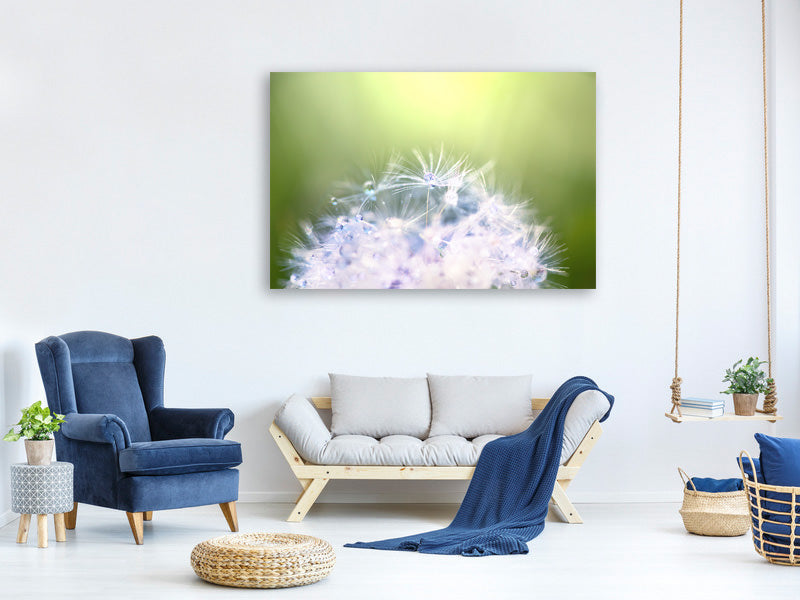 canvas-print-dandelion-xl-in-morning-dew