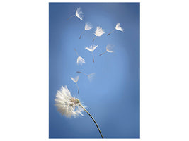 canvas-print-dandelion-xl