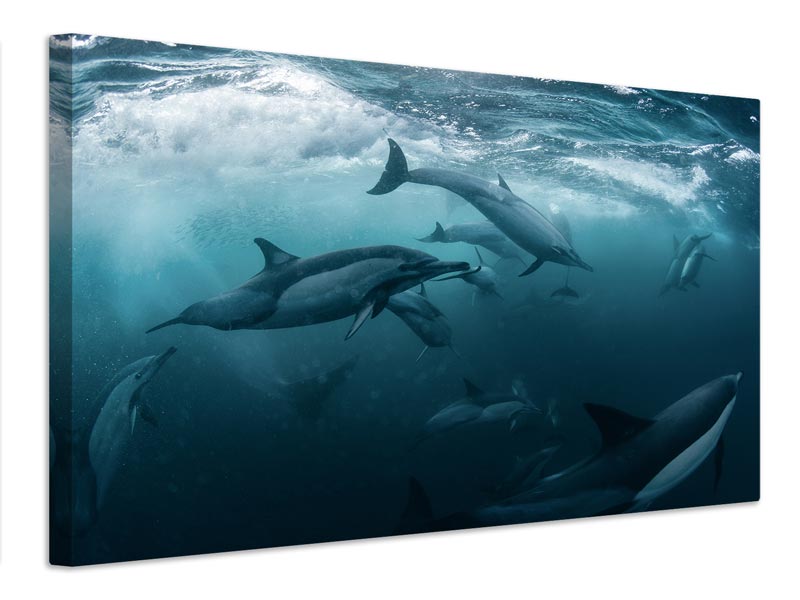 canvas-print-dolphine-run-x