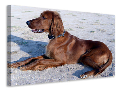 canvas-print-elegant-irish-setter