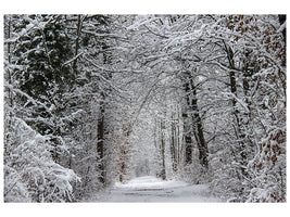 canvas-print-enchanted-winter-forest