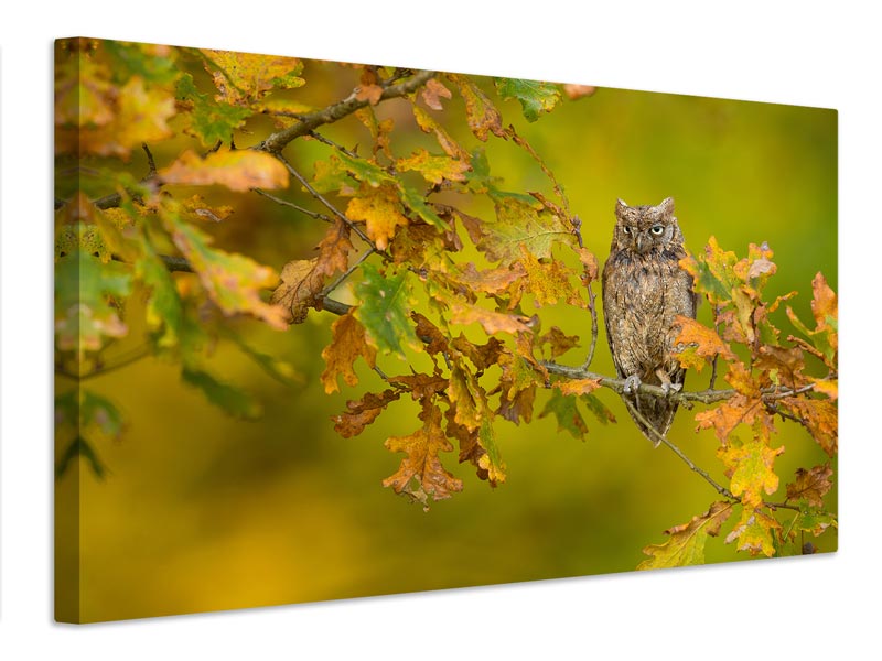 canvas-print-european-scops-owl-x