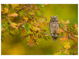 canvas-print-european-scops-owl-x