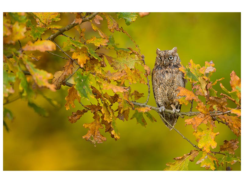 canvas-print-european-scops-owl-x