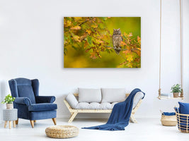 canvas-print-european-scops-owl-x