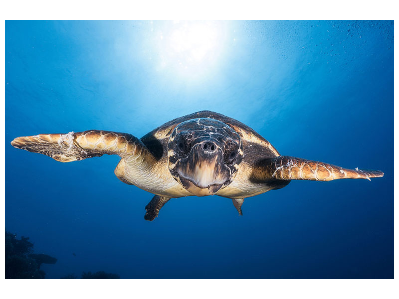 canvas-print-face-to-face-with-a-hawksbill-sea-turtle