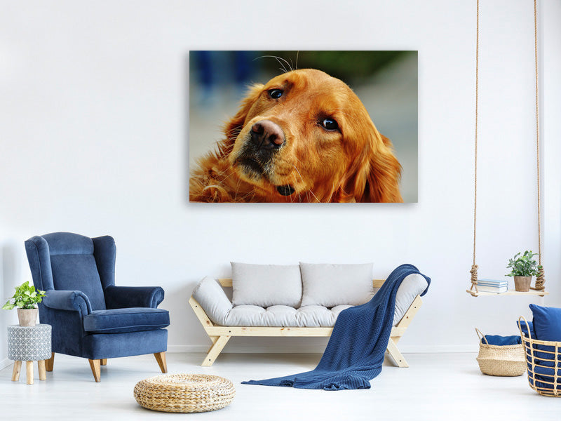 canvas-print-faithful-irish-setter