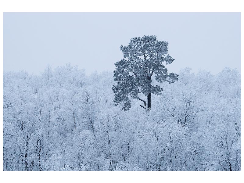 canvas-print-first-snow-x