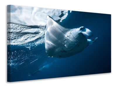 canvas-print-flying-manta-ray