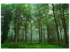 canvas-print-forest-view-x