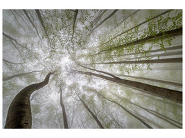 canvas-print-forest-views-x