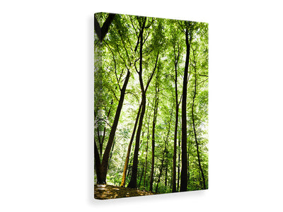 canvas-print-forest