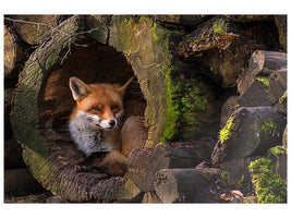 canvas-print-fox-xqe