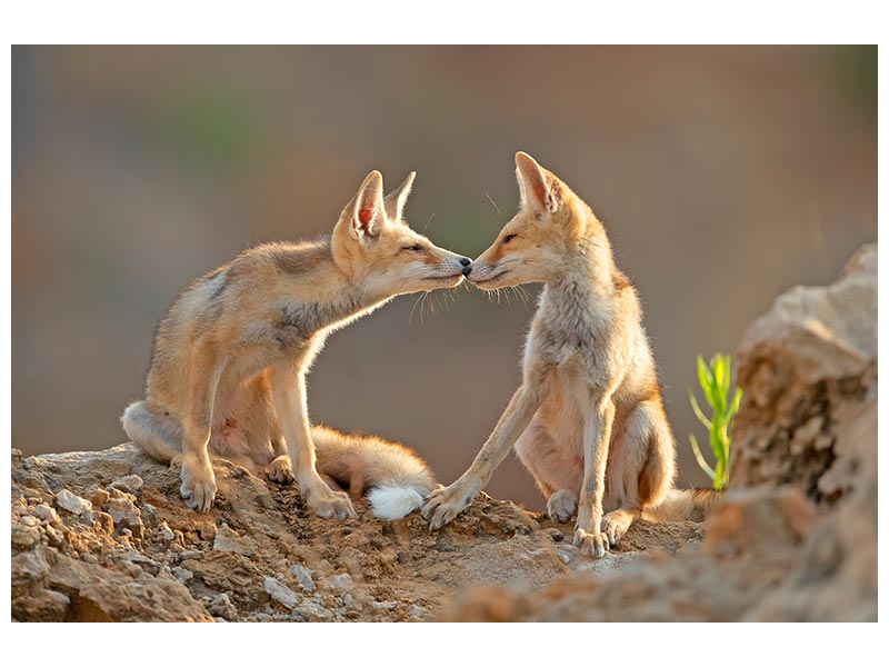 canvas-print-foxes-kiss-x