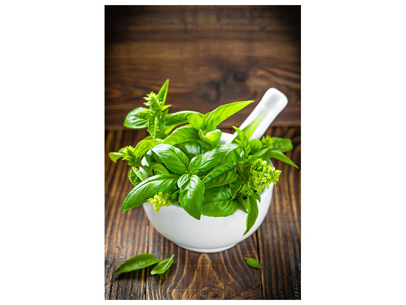 canvas-print-fresh-basil