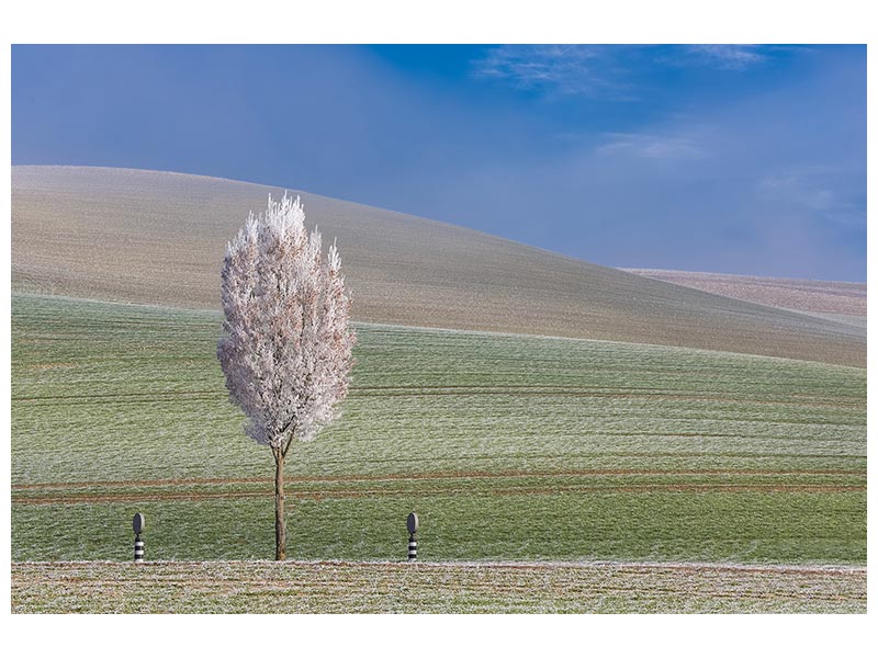 canvas-print-frozen-winter-day-x