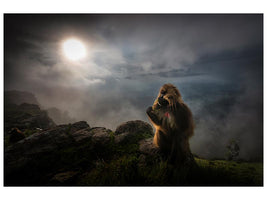 canvas-print-gelada-baboons-x