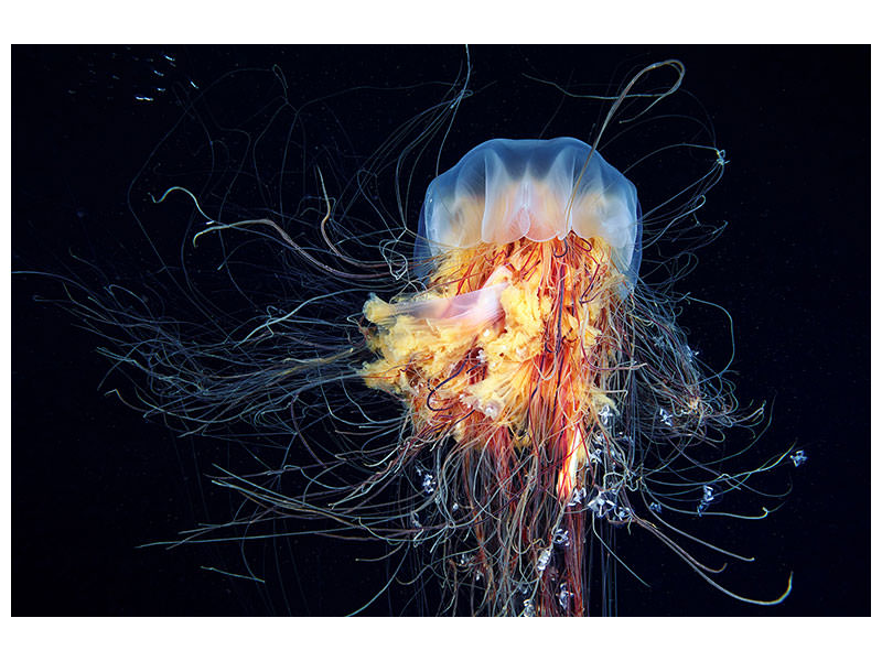 canvas-print-giant-lions-mane