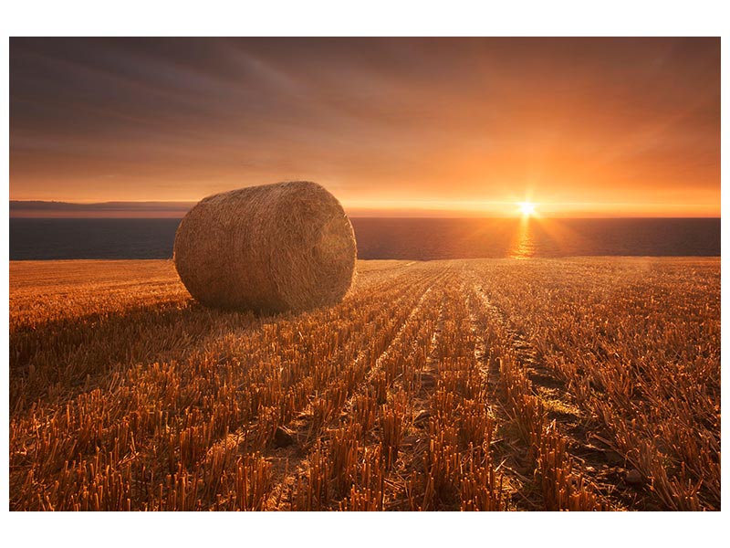 canvas-print-gold-harvest-x