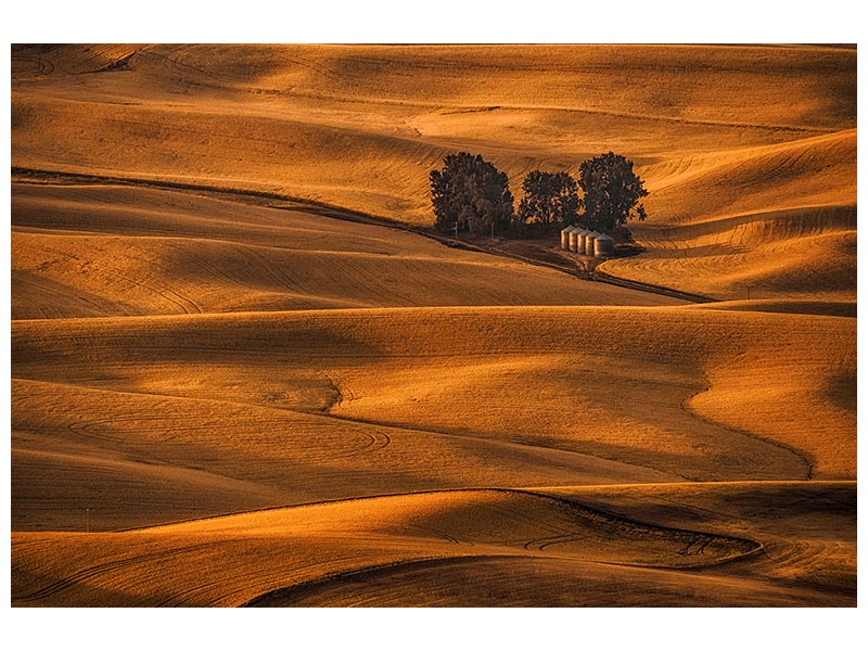 canvas-print-golden-field-x