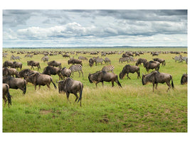 canvas-print-great-migration-in-serengeti-plains-x