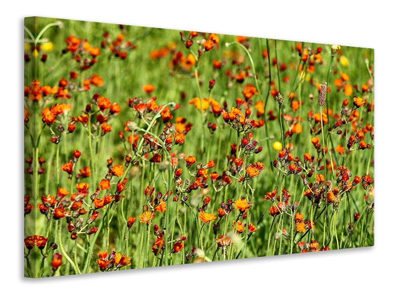 canvas-print-hawkweeds