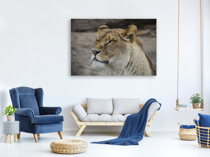 canvas-print-head-of-a-lioness