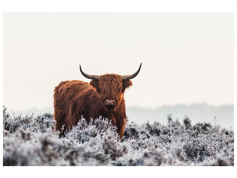 canvas-print-highlander-x