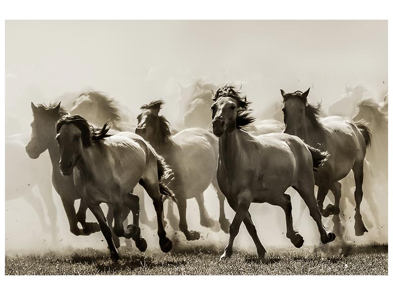 canvas-print-horse-x