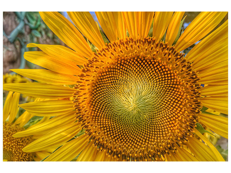 canvas-print-inflorescence-of-a-sunflower