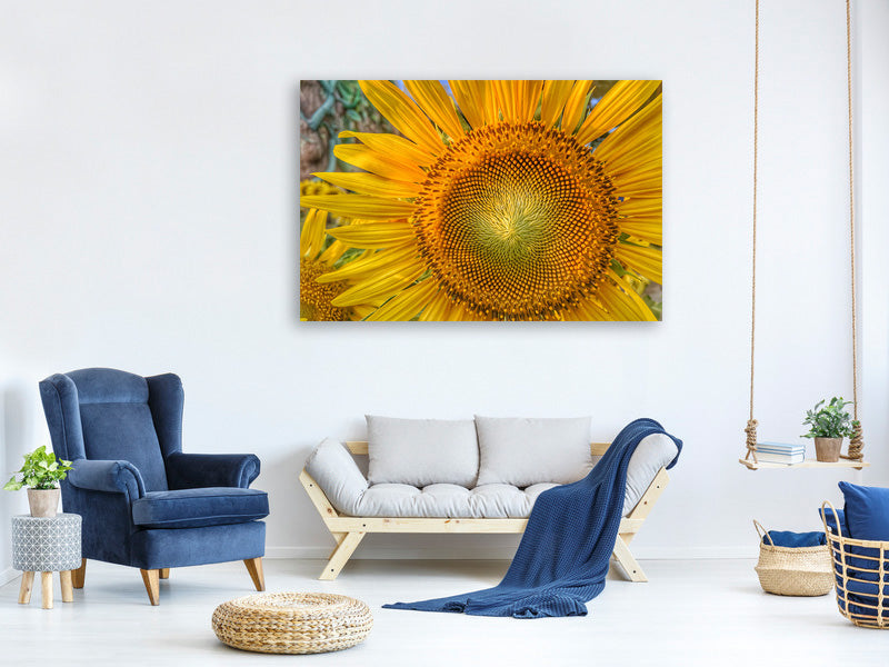 canvas-print-inflorescence-of-a-sunflower