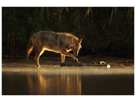 canvas-print-jackal-morning-play-x