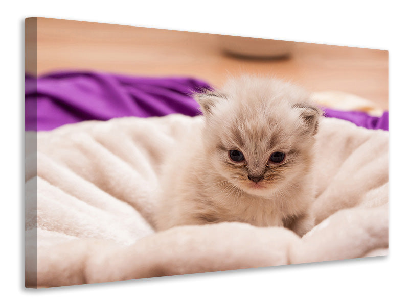 canvas-print-kitten-to-fall-in-love