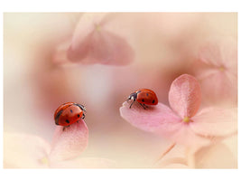 canvas-print-ladybirds-on-pink-hydrangea