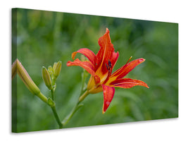 canvas-print-lily-blossom-in-the-nature