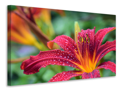 canvas-print-lily-flower-in-pink-xl