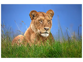 canvas-print-lioness-close-up-x