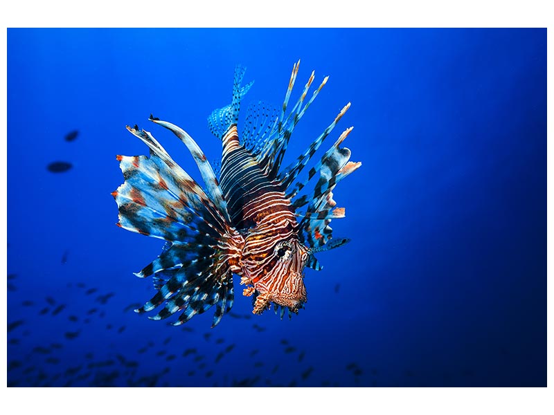 canvas-print-lionfish-x