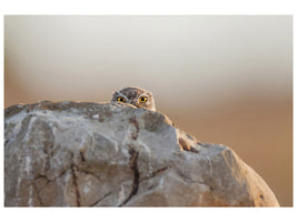 canvas-print-little-owl