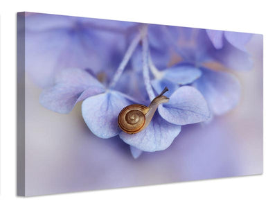 canvas-print-little-snail-on-hydrangea-x