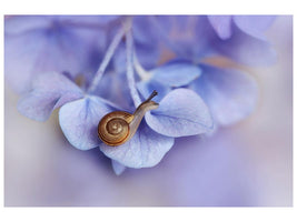 canvas-print-little-snail-on-hydrangea-x